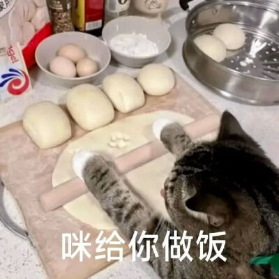 猫猫表情包
