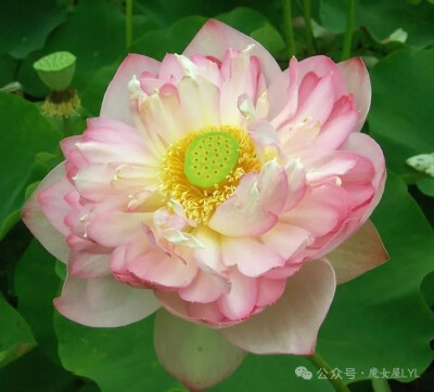 Nelumbo nucifera 'Roseum Plenum