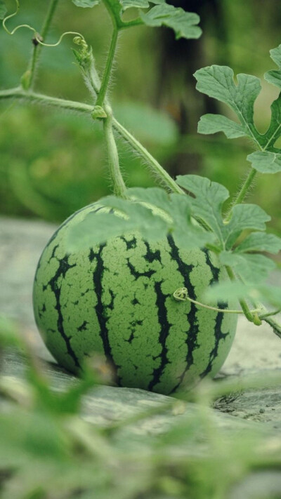 生活，一半烟火，一半诗意
柴米油盐，是凡尘俗世的烟火气。一粥一饭，皆是生活的美意。