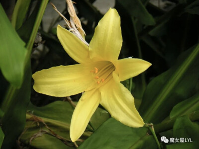 小黄花菜 Hemerocallis minor小黄花菜又名麝香萱草，分布在俄罗斯、朝鲜以及中国大陆的甘肃、内蒙古、辽宁、河北、山东、黑龙江、陕西、吉林、山西等地，生长于海拔2,300米以下的地区，多生长于草地、山坡及林下，目…