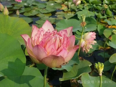 Lotus Nelumbo 'Leader Changeable