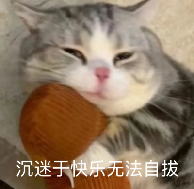 猫猫表情包