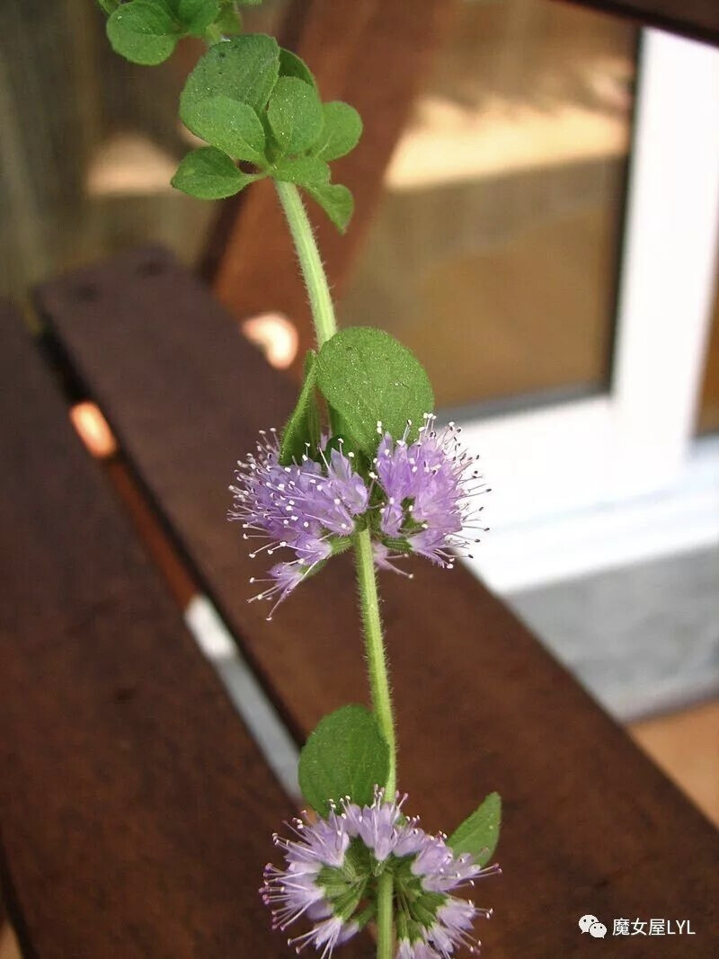 唇萼薄荷（学名：Mentha pulegium），又称普列薄荷（Pennyroyal）、除蚤薄荷、胡薄荷，为薄荷属下的一个种。碾碎的唇萼薄荷会有类似绿薄荷的浓香气味。它也是一种传统的烹饪调料、草药和堕胎药。