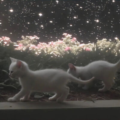 我是不会放弃收集这种图片的