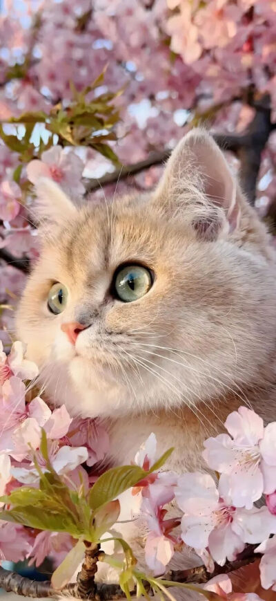 我是不会放弃收集这种图片的