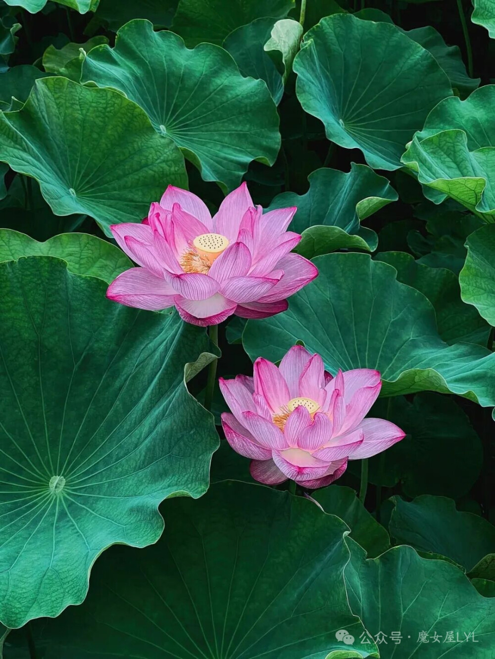 Nelumbo nucifera PINK SACRED 