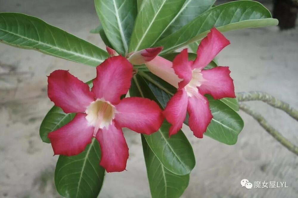 沙漠玫瑰（学名：Adenium obesum）别称天宝花、富贵花、沙红姬花、亚当花、矮性鸡蛋花等等，属夹竹桃科天宝花属，在欧美地区常被称为称“沙漠蔷薇”或“沙漠杜鹃”。为多年生肉质植物。