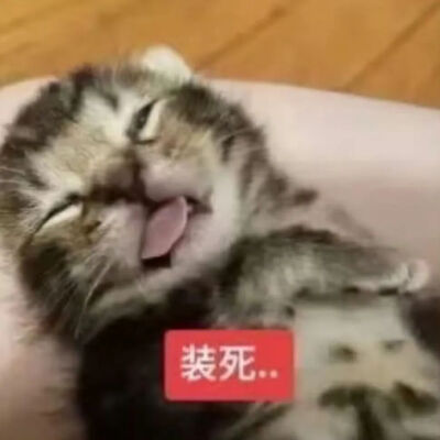 猫猫表情包