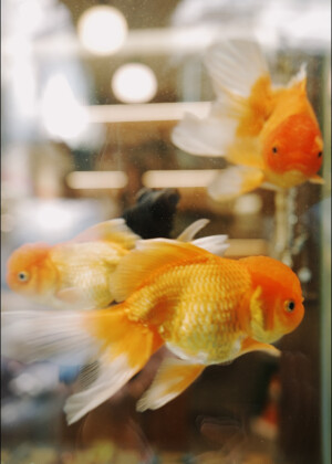 金鱼