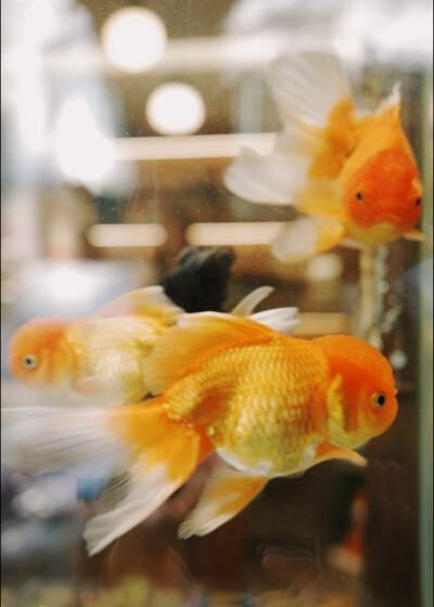 金鱼