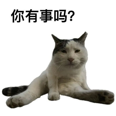 猫猫表情包