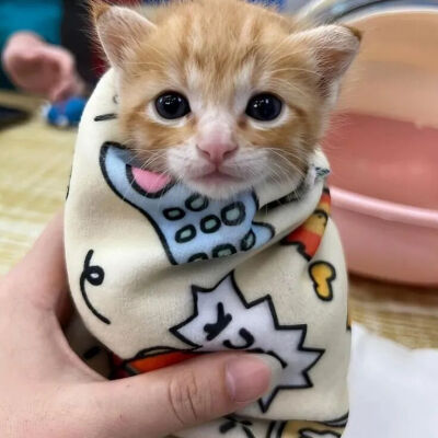 我是不会放弃收集这种图片的