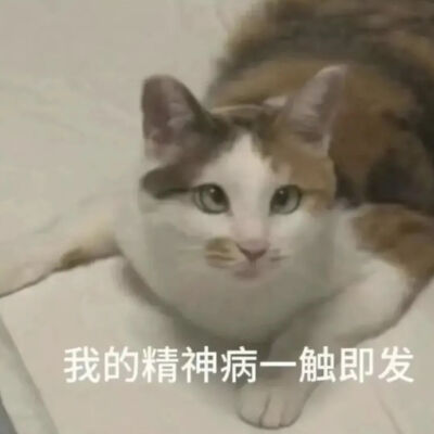 猫猫表情包