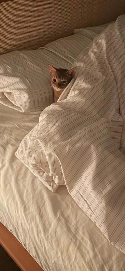 南笙北路，浪迹天涯。