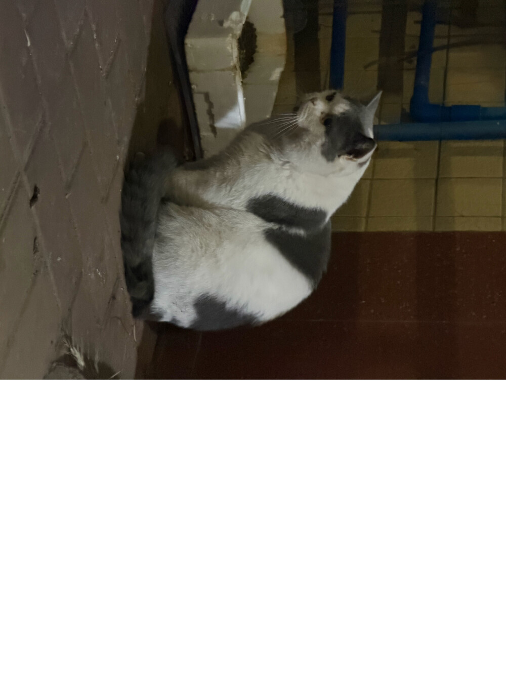 这是附近香蕉店里的一只快养成猪一样的咪，高冷