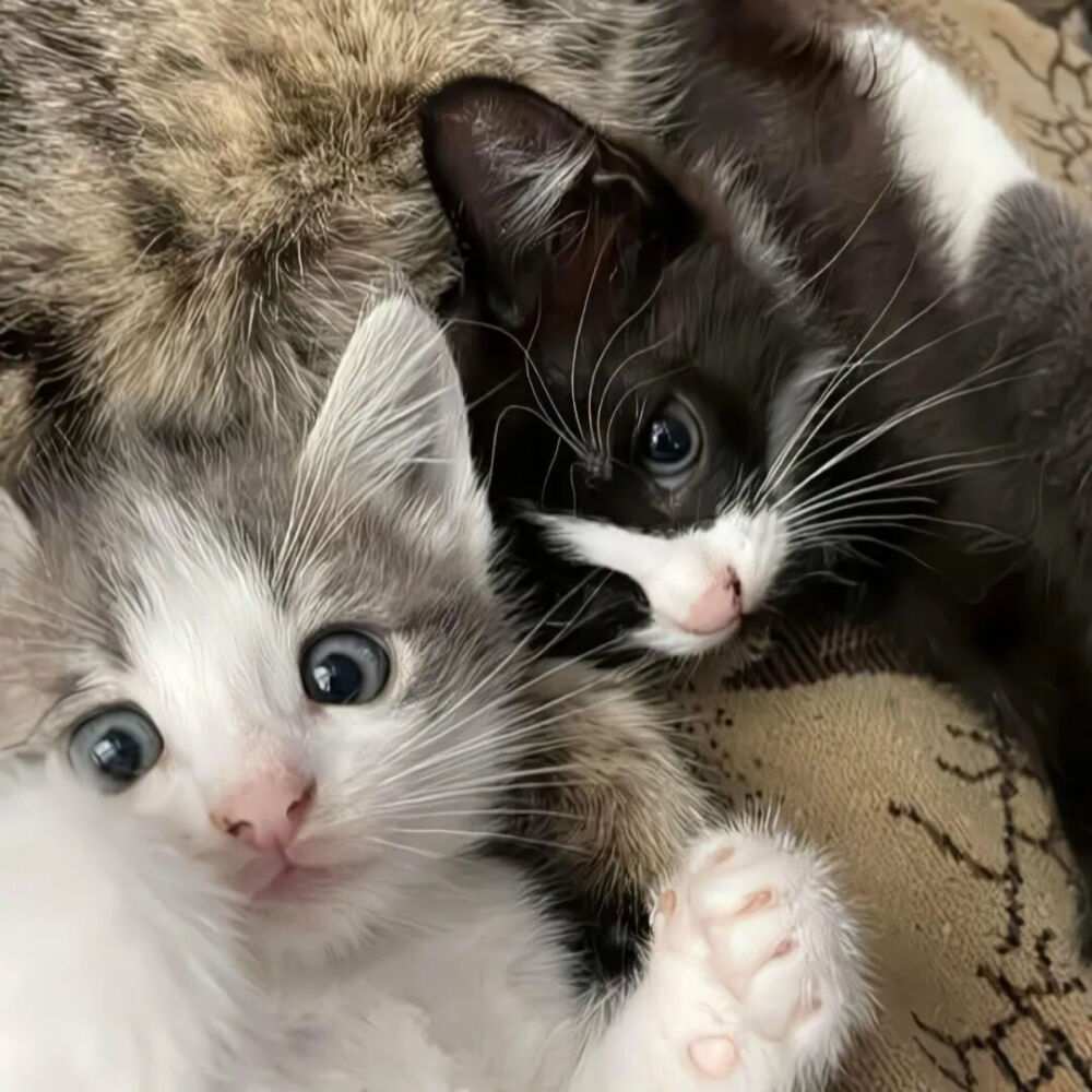 我是不会放弃收集这种图片的