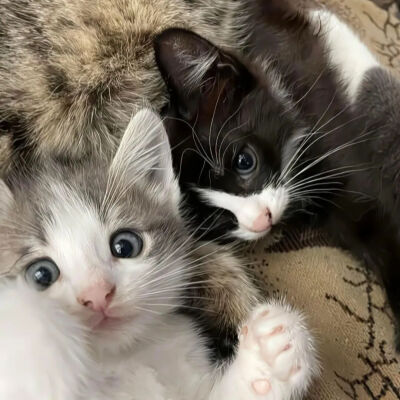 我是不会放弃收集这种图片的