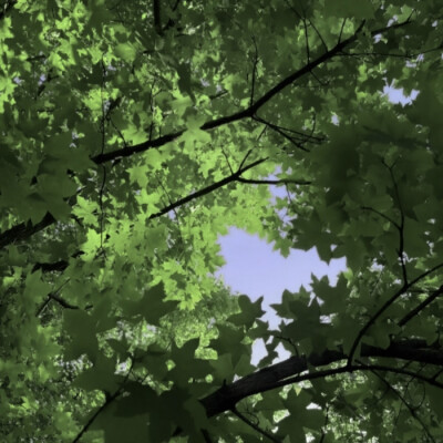 原来思念也有生命有呼吸有你