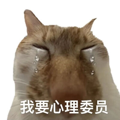 猫猫表情包