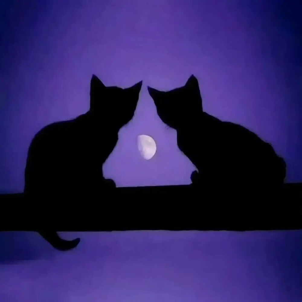 我是不会放弃收集这种图片的