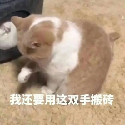 猫猫表情包
