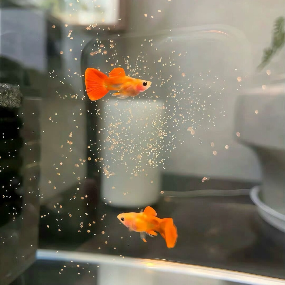 图源ks：偷喝汽水