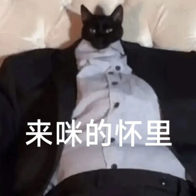猫猫表情包