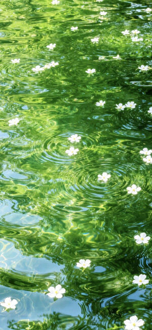 壁纸 水中花