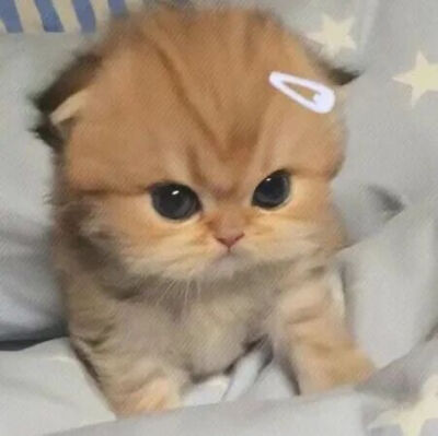 我是不会放弃收集这种图片的