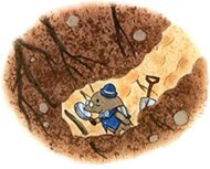 “露露和拉拉”系列作者--（日）安昼安子