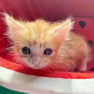 我是不会放弃收集这种图片的