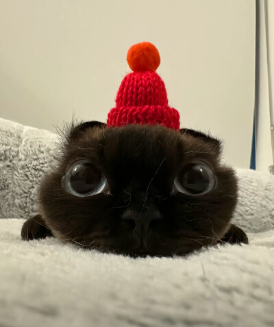 喵
头像/背景图/可爱