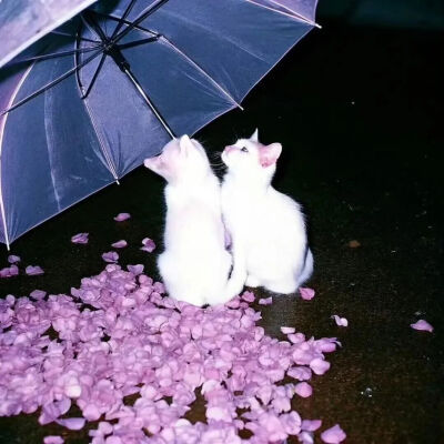 我是不会放弃收集这种图片的