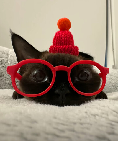 喵
头像/背景图/可爱