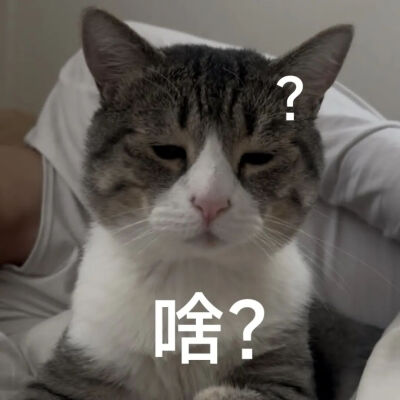 猫猫表情包