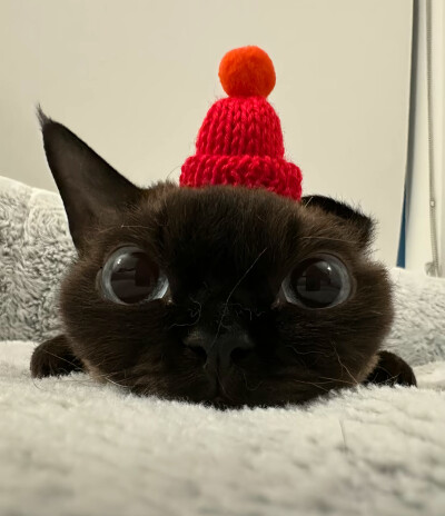 喵
头像/背景图/可爱