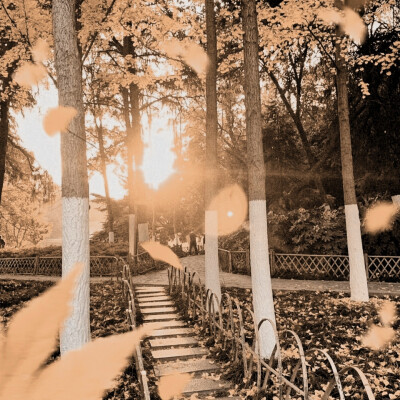 1955、Damp：邮票遗落在铁塔下枯叶堆里…