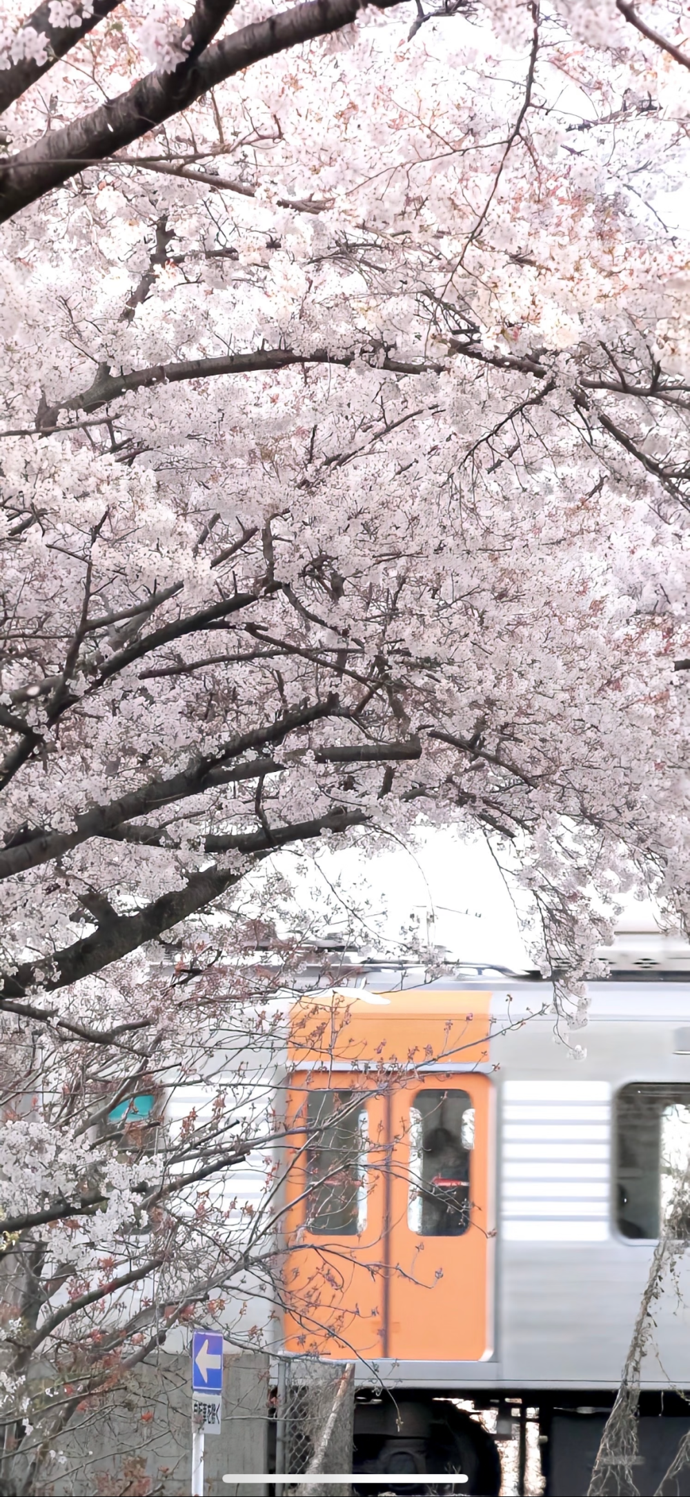 粉嫩的冬日壁纸