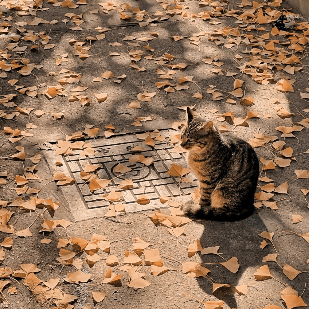 1955、Damp：邮票遗落在铁塔下枯叶堆里…