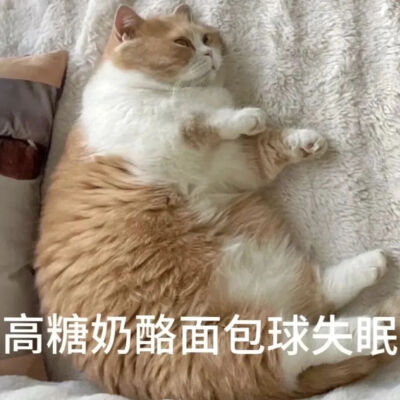 猫猫表情包