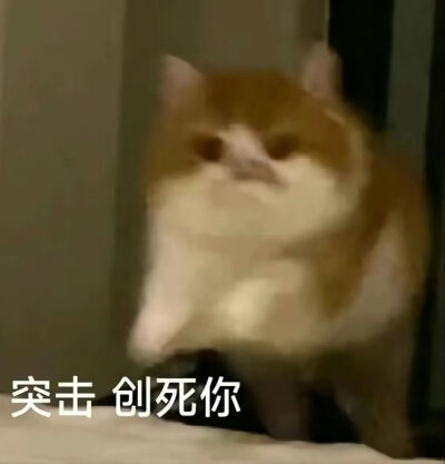 猫猫表情包