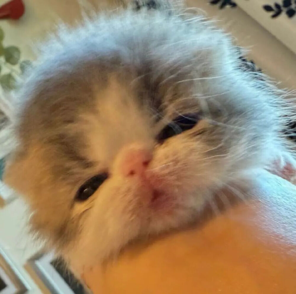 我是不会放弃收集这种图片的