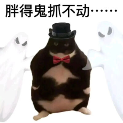 猫猫表情包