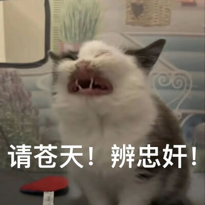 猫猫表情包