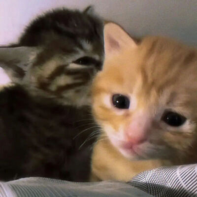 我是不会放弃收集这种图片的