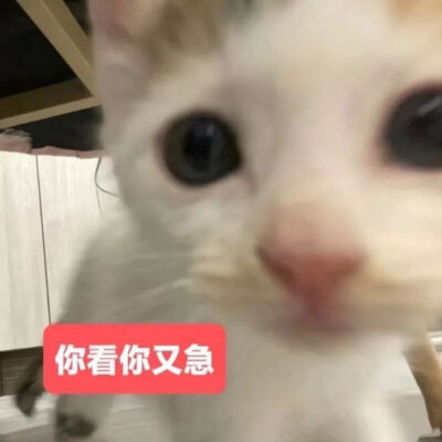 猫猫表情包