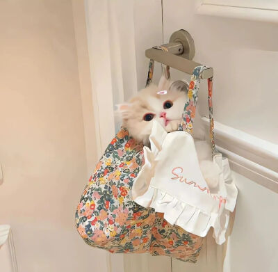 我是不会放弃收集这种图片的