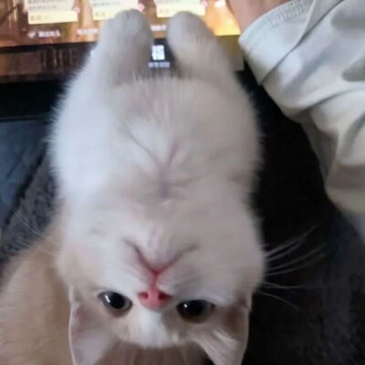 我是不会放弃收集这种图片的