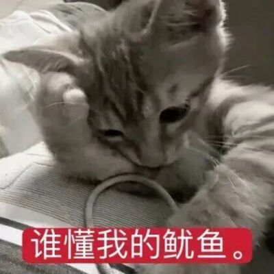 猫猫表情包