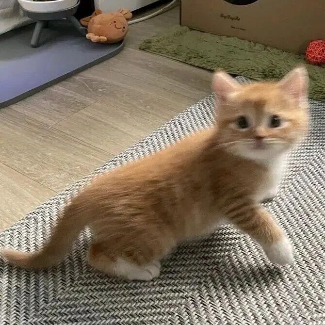 我是不会放弃收集这种图片的